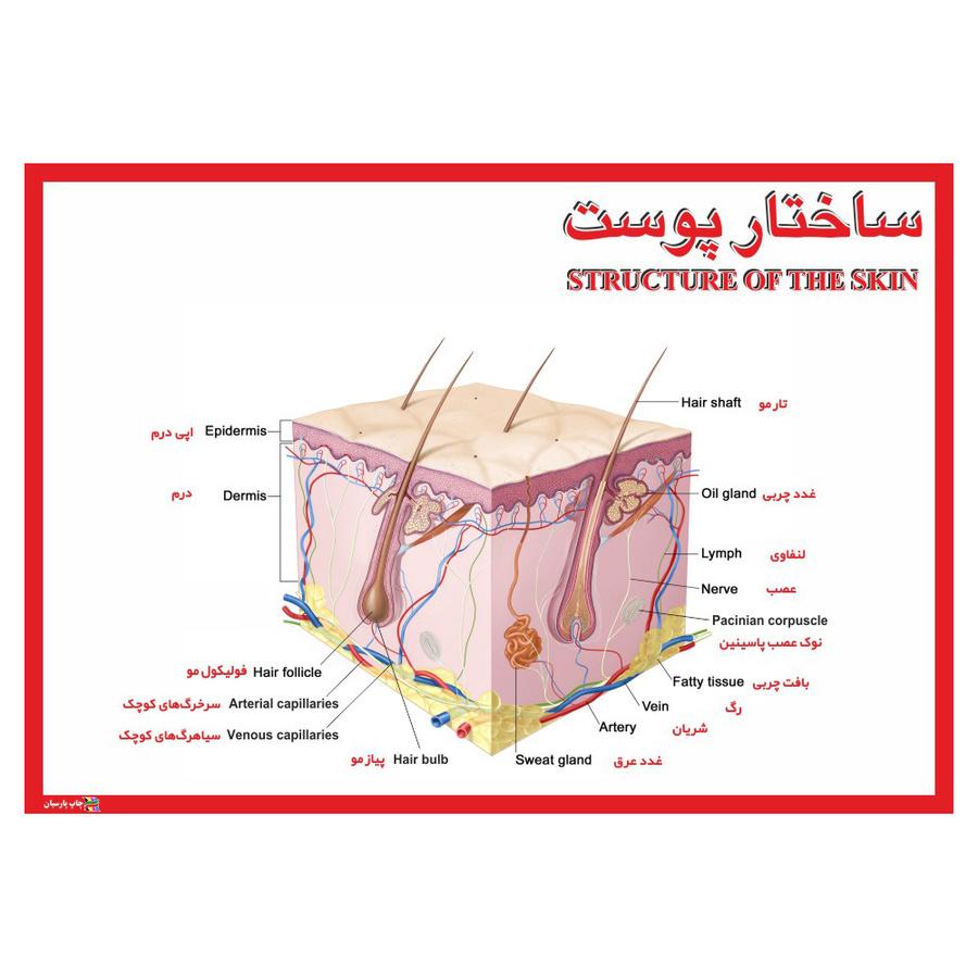 پوستر آموزشی چاپ پارسیان طرح ساختار پوست