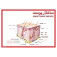 پوستر آموزشی چاپ پارسیان طرح ساختار پوست