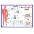 پوستر آموزشی مستر راد مدل ساختار سیستم عصبی انسان کد fiory 2310