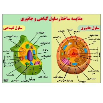 پوستر آموزشی مستر راد مدل مقایسه ساختار سلول گیاهی و جانوری